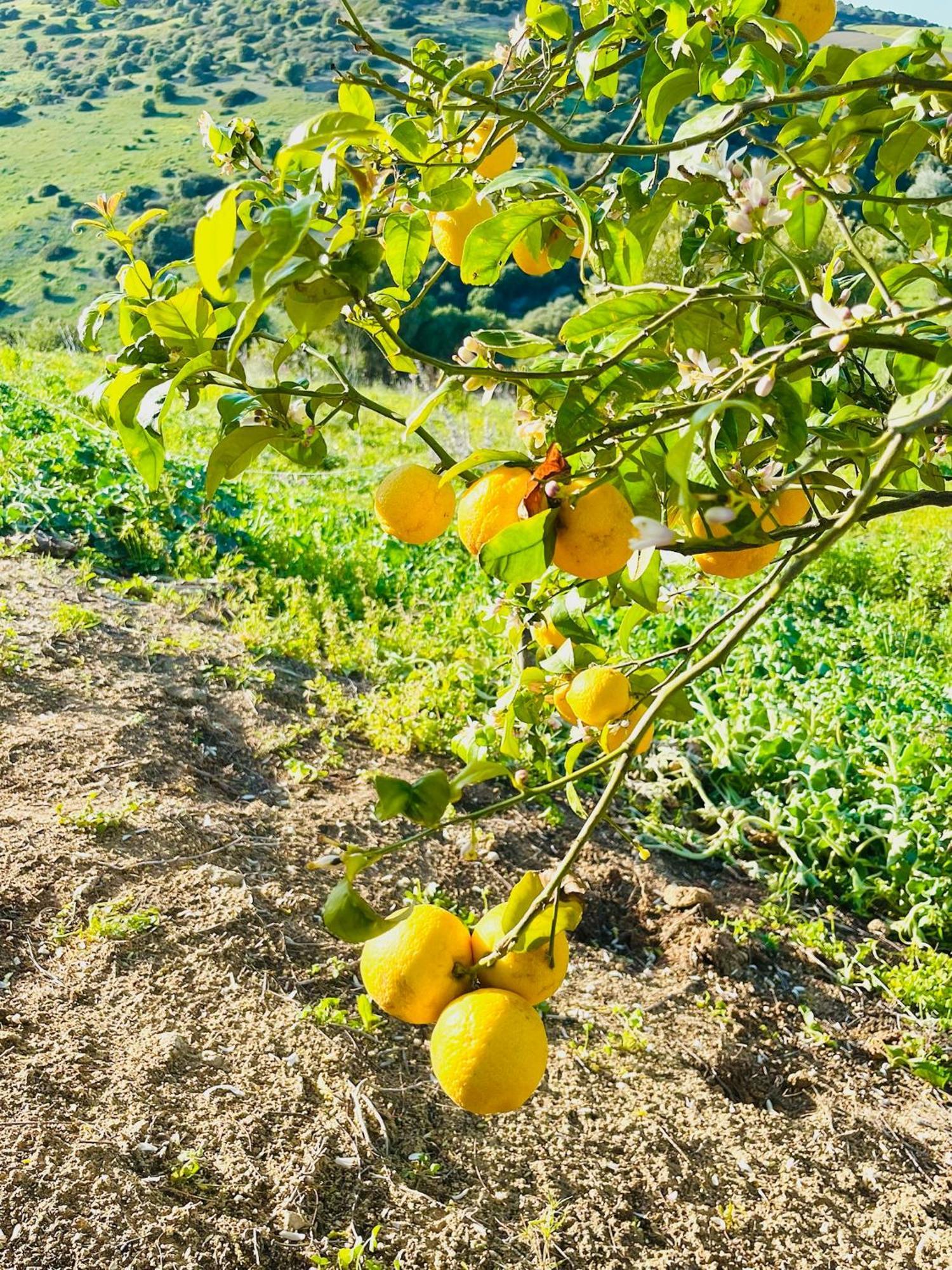 הוילה וחר דה לה פרונטרה Finca La Vina מראה חיצוני תמונה