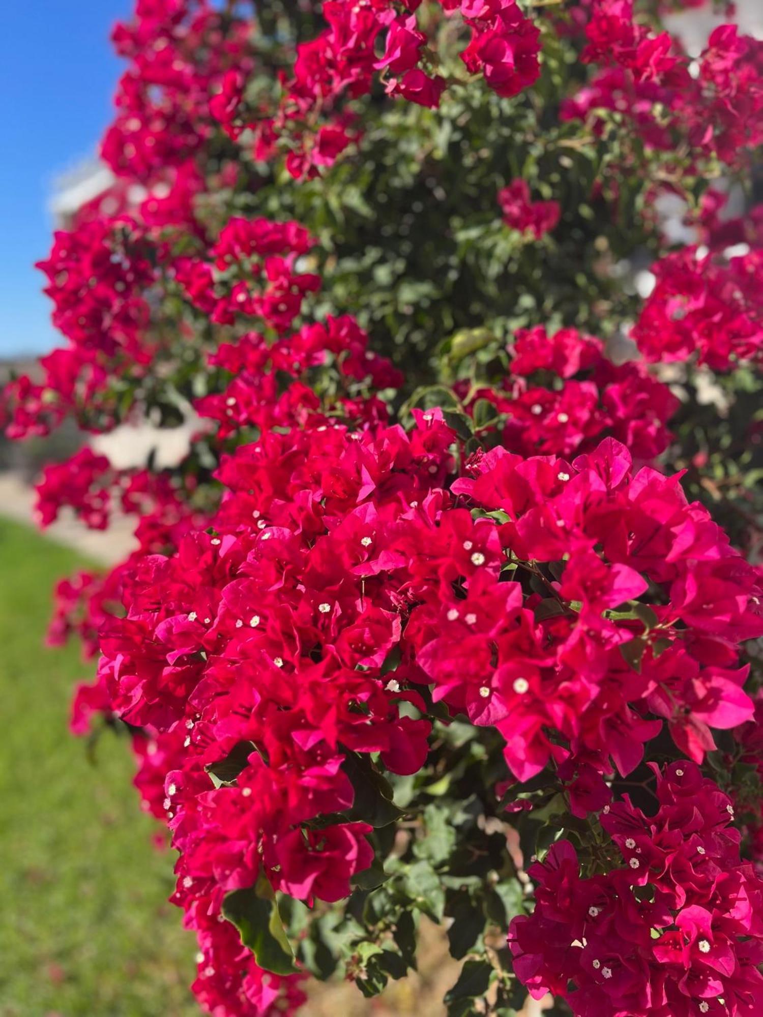 הוילה וחר דה לה פרונטרה Finca La Vina מראה חיצוני תמונה